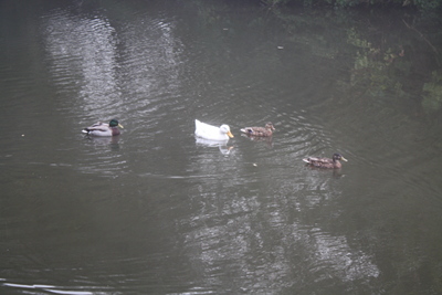 Some ducks on the Grand Union